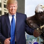 trump-weisskopfseeadler