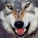 wuetender-wolf