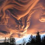 Undulatus Asperatus
