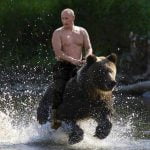 wladimir putin reitet den bär