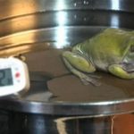 frosch im topf