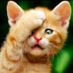 katze face palm