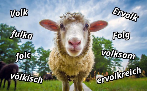 volk schaf