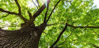 Verantwortung und Freiheit