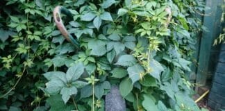 Der Sinn des Daseins